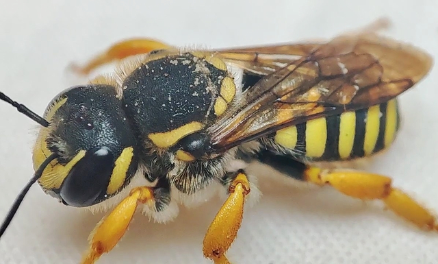 Trachusa interrupta