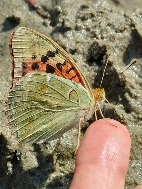 Argynnis pandora - zöldes gyöngyházlepke
