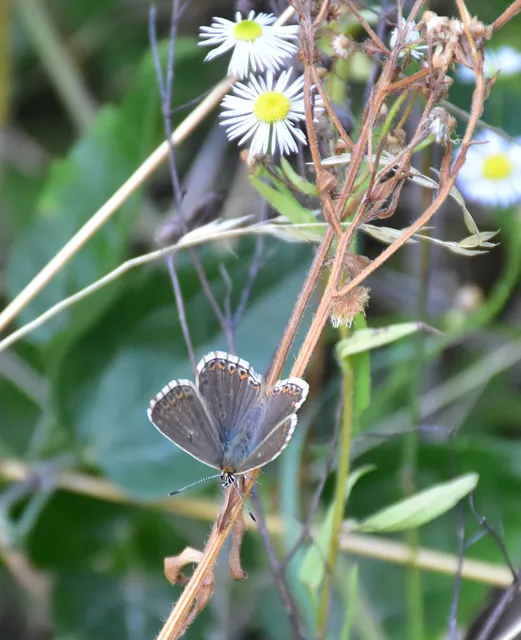 Polyommatus coridon - ezüstkék boglárka