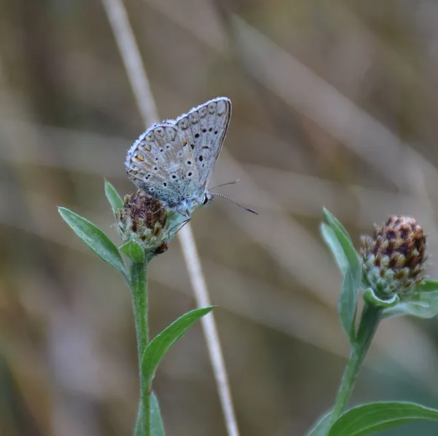 Polyommatus coridon - ezüstkék boglárka
