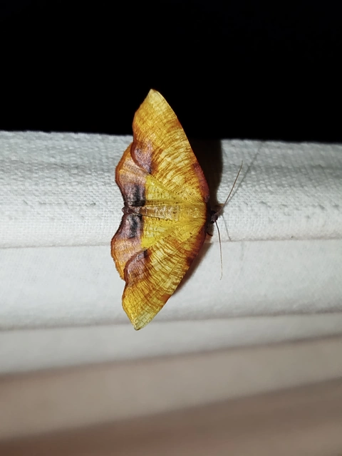 Plagodis dolabraria - baltaszárnyú araszoló