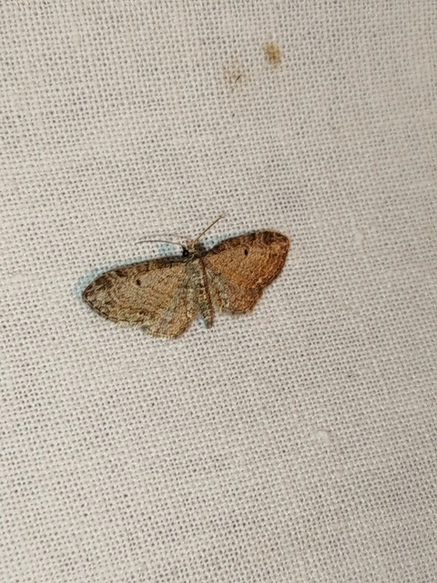Eupithecia tenuiata - sötétszegélyű törpearaszoló