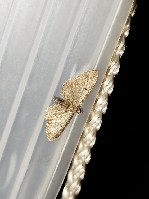Eupithecia tenuiata - sötétszegélyű törpearaszoló