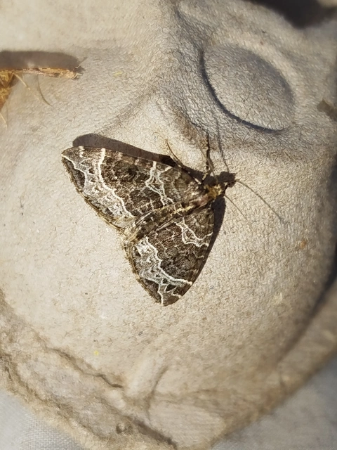 Ecliptopera silaceata - barna tarkaaraszoló