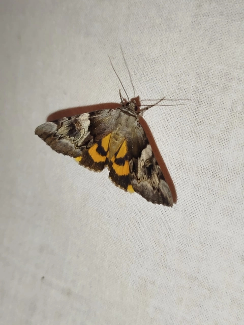 Catocala fulminea - galagonya-övesbagoly