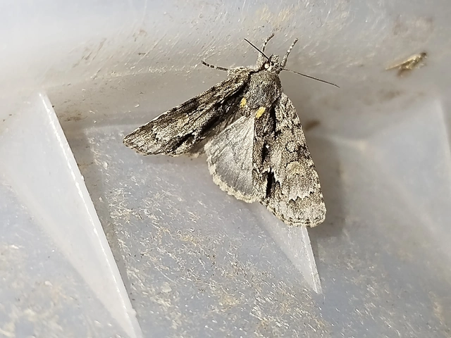 Acronicta strigosa - kis szigonyosbagoly