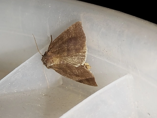 Ipimorpha retusa - sarlós fűzbagoly