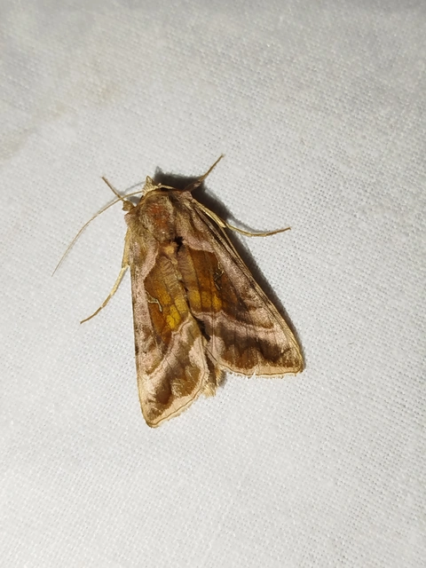 Autographa jota - i-betűs aranybagoly