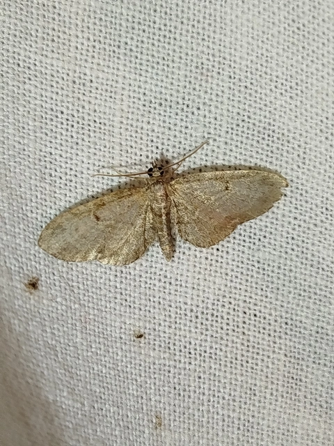 Eupithecia tenuiata - sötétszegélyű törpearaszoló