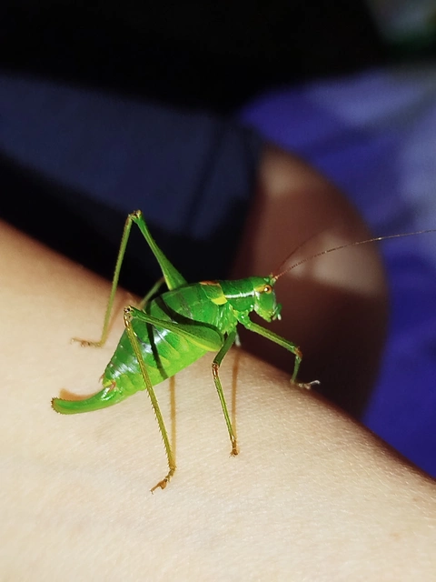 Barbitistes constrictus - északi málnaszöcske