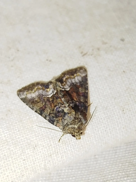 Oligia strigilis/latruncula/versicolor