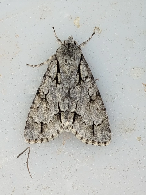 Acronicta cuspis/tridens/psi
