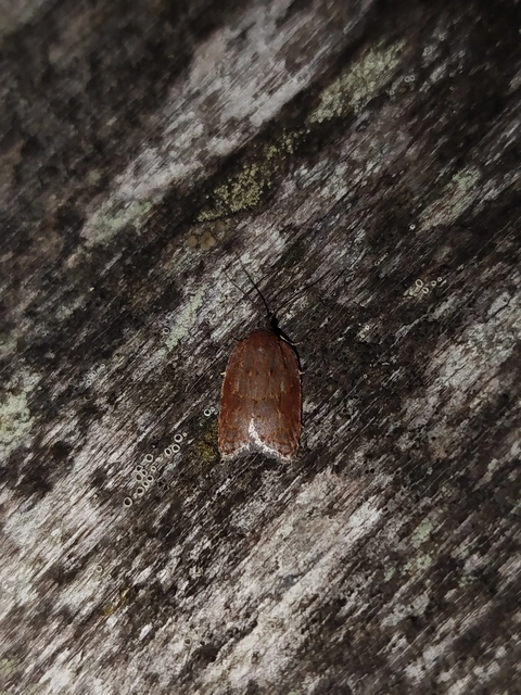 Acleris sparsana - hamvas levélmoly