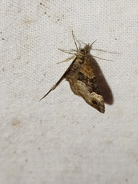 Xanthorhoe biriviata - kétsávos tarkaaraszoló