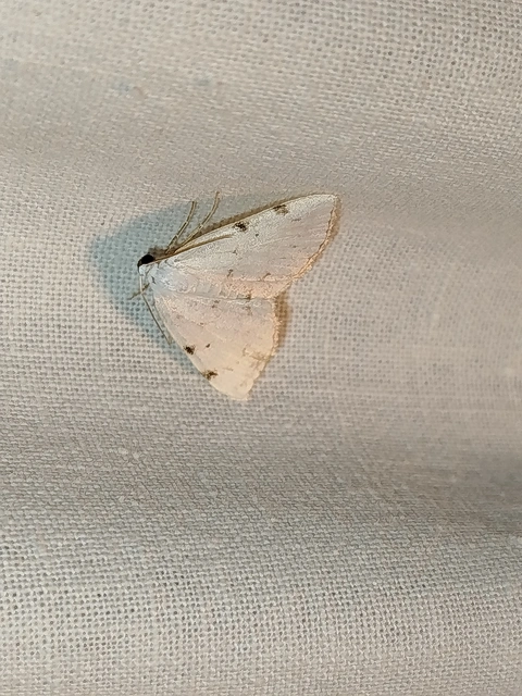 Lomographa bimaculata - kétpontos fehéraraszoló