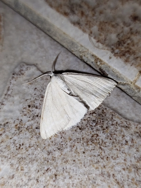 Pseudoterpna pruinata - hamvas zöldaraszoló