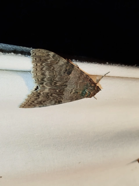 Catocala nupta - piros övesbagoly
