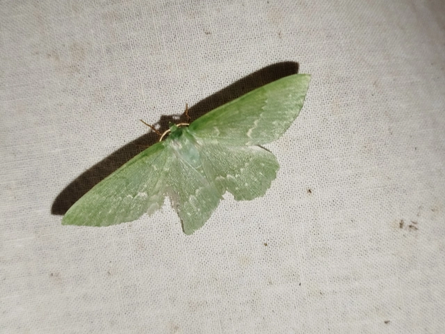 Geometra papilionaria - nagy zöldaraszoló