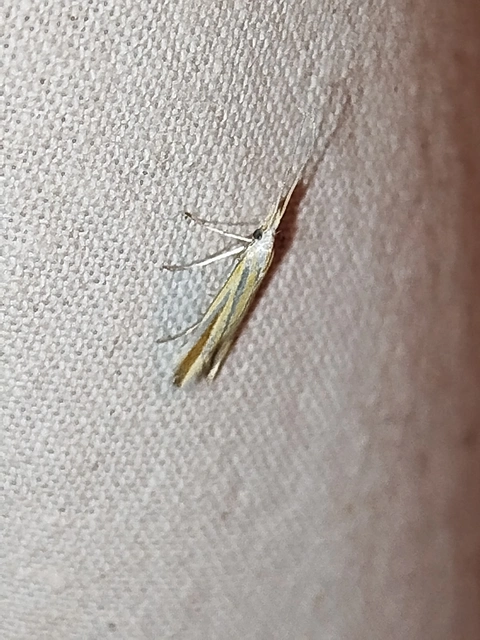 Coleophora
