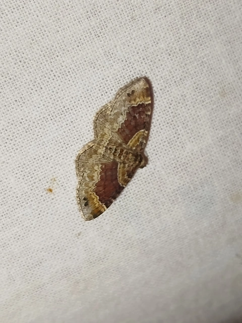 Xanthorhoe spadicearia - sávos tarkaaraszoló