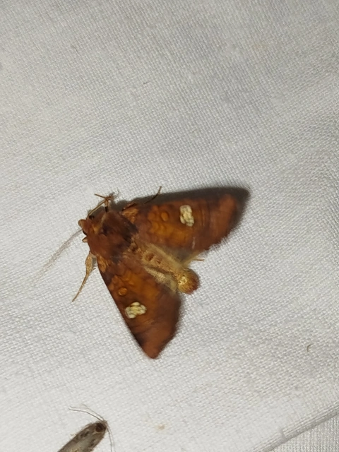 Amphipoea oculea - nagyfoltú lápibagoly