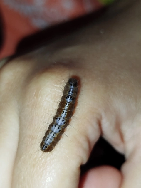 Acronicta strigosa - kis szigonyosbagoly