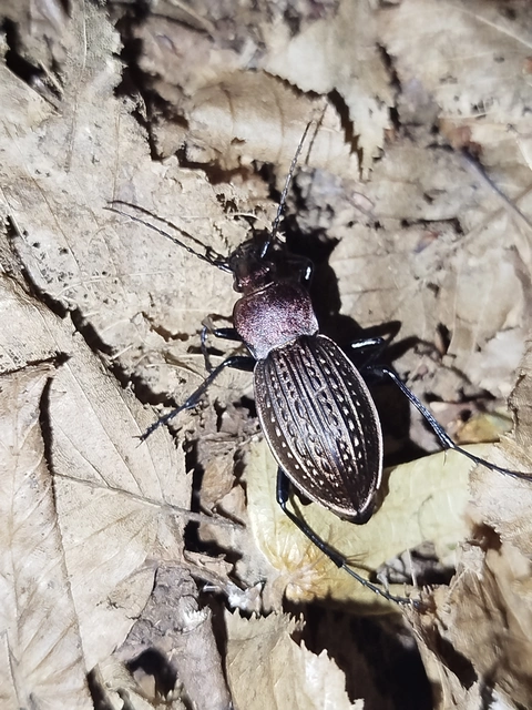 Carabus cancellatus - ragyás futrinka