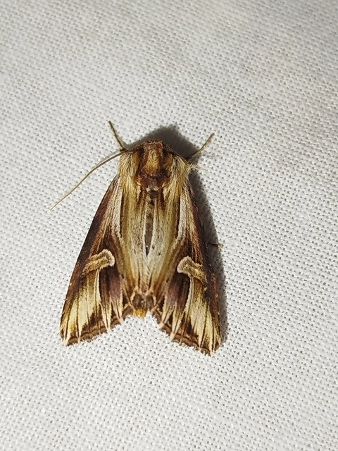 Actinotia polyodon - nagy sugarasbagoly