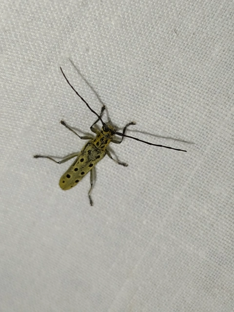 Saperda perforata - díszes nyárfacincér