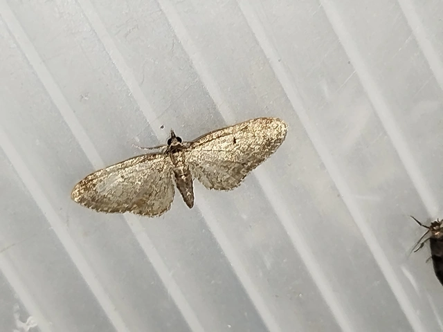 Eupithecia tenuiata - sötétszegélyű törpearaszoló
