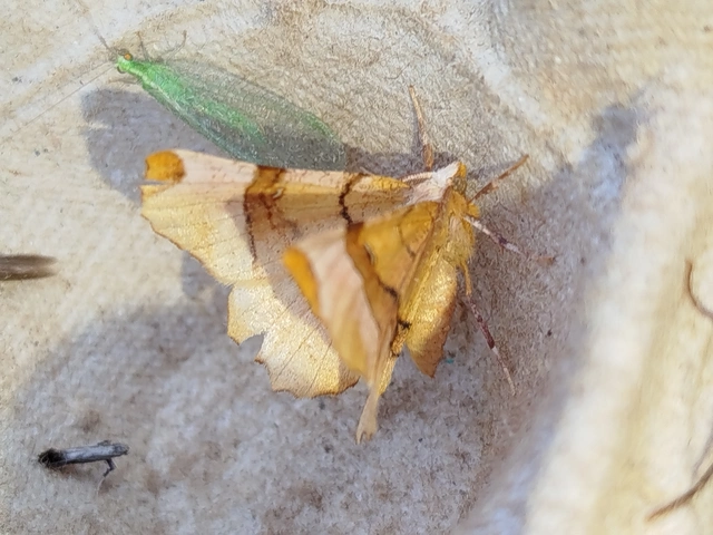Selenia lunularia - egyfoltos holdasaraszoló