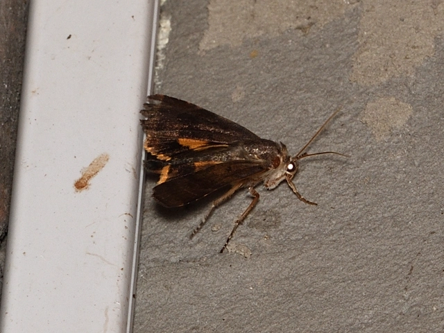 Noctua janthina - tarka sárgafűbagoly
