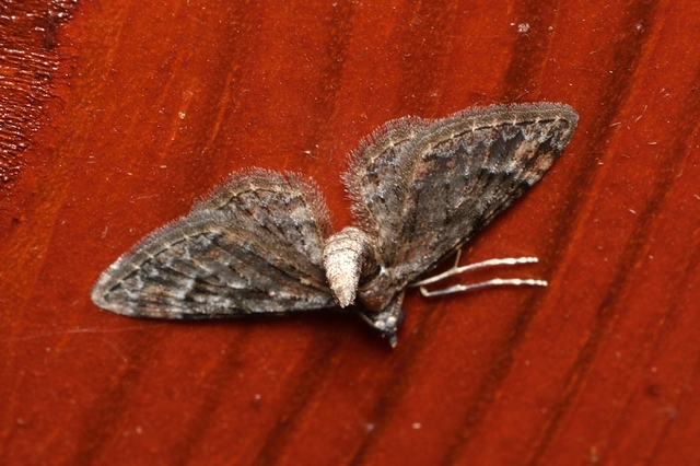 Gymnoscelis rufifasciata - vöröscsíkos törpearaszoló