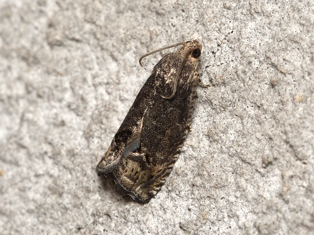 Cydia splendana - tölgymakkmoly