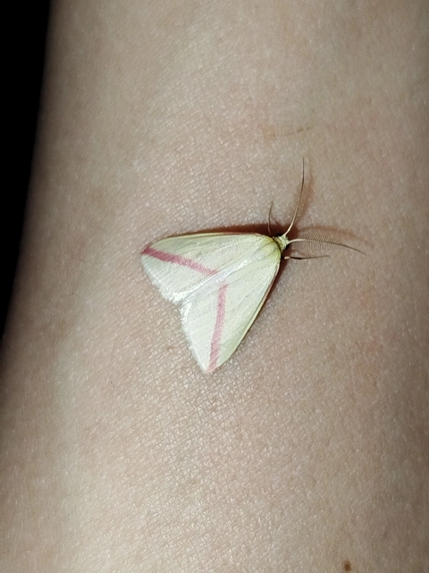 Rhodometra sacraria - rózsacsíkos araszoló