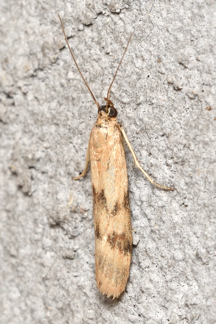 Homoeosoma sinuella - agyagsárga karcsúmoly