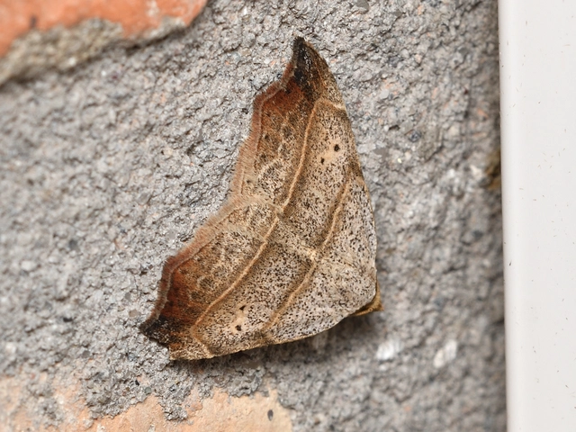 Laspeyria flexula - zuzmóbagoly