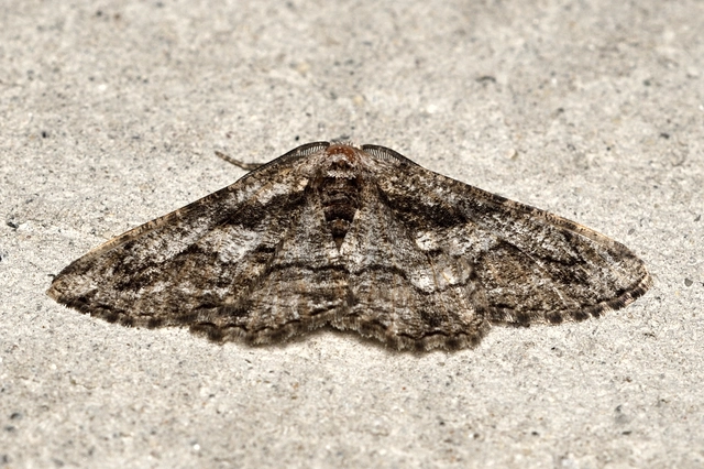 Synopsia sociaria - ürömaraszoló