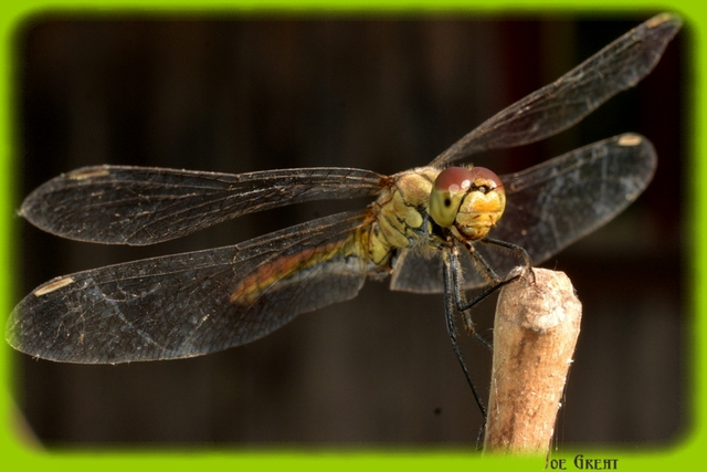 Sympetrum sanguineum - vörös katona-szitakötő
