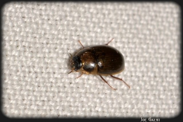 Hydrophilidae - csiborfélék