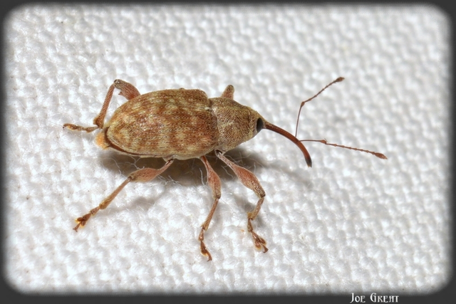 Curculio elephas - gesztenyezsuzsóka