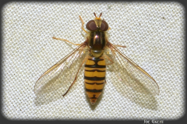 Diptera - Kétszárnyúak
