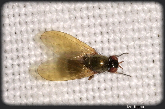 Diptera - Kétszárnyúak