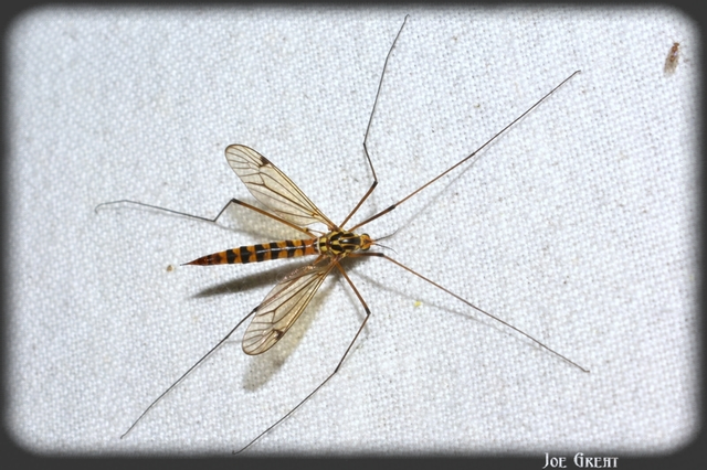Diptera - Kétszárnyúak