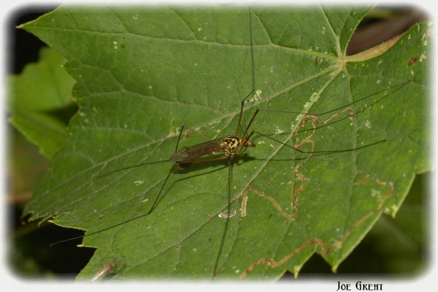 Diptera - Kétszárnyúak