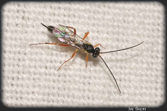 Hymenoptera - Hártyásszárnyúak