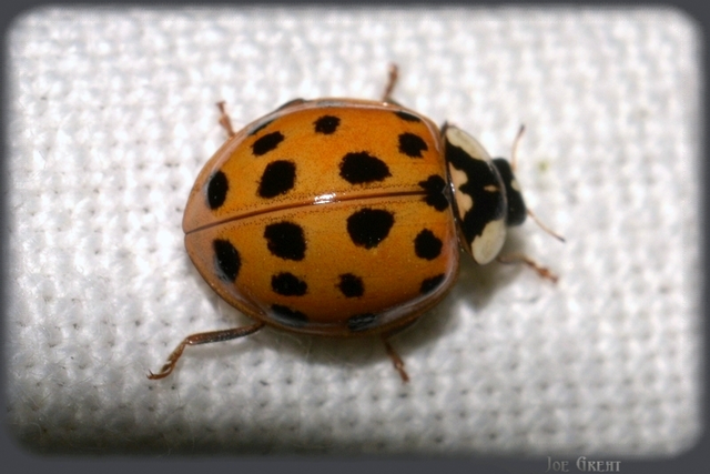 Harmonia axyridis - harlekinkatica