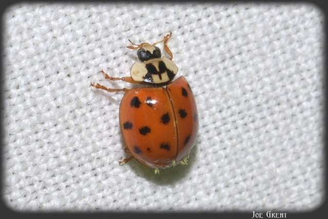 Harmonia axyridis - harlekinkatica