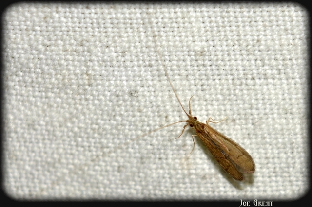 Trichoptera - Tegzesek