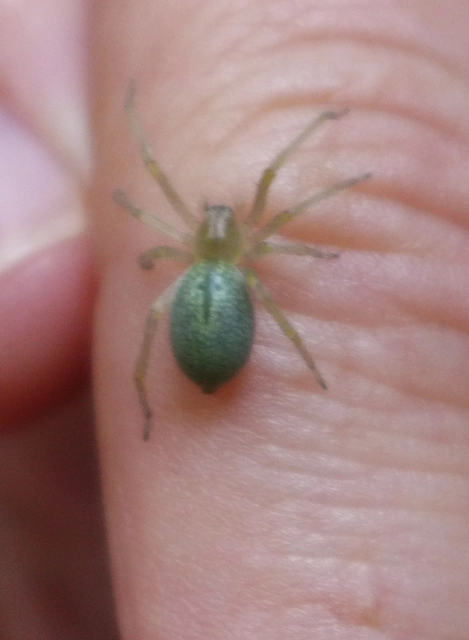 Cheiracanthium